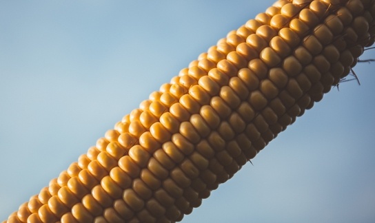 Close Up Cob Color 189915