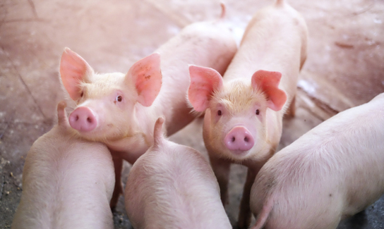 Shutterstock 615518267